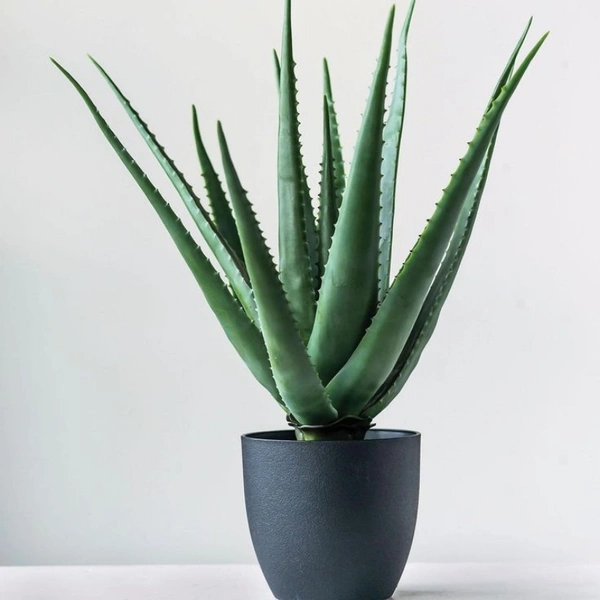 Aelo Vera  - white standard pot , 0.5 - 1 feet