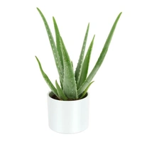 Aelo Vera  - white standard pot , 0.5 - 1 feet