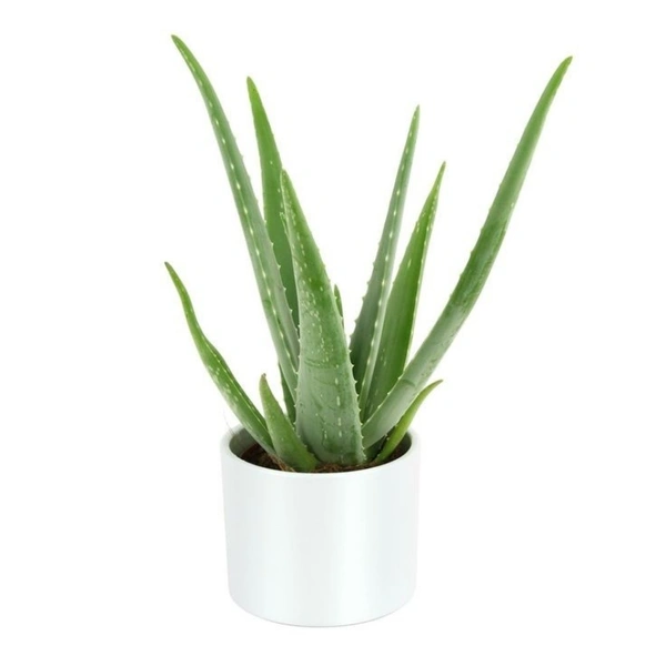Aelo Vera  - white standard pot , 0.5 - 1 feet