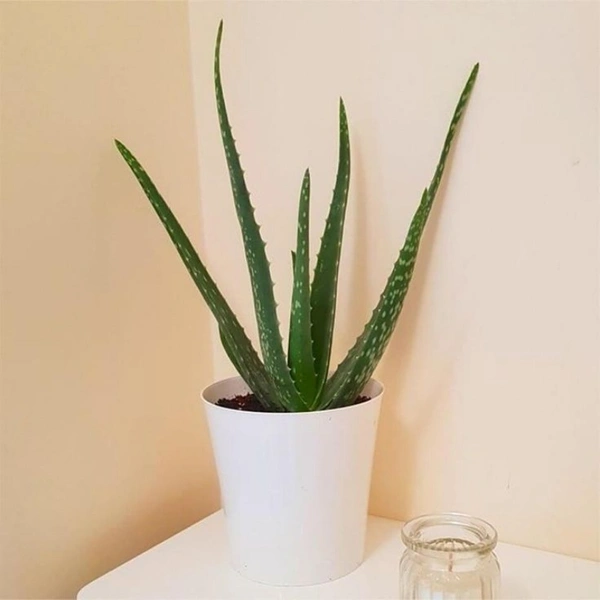 Aelo Vera  - white standard pot , 0.5 - 1 feet