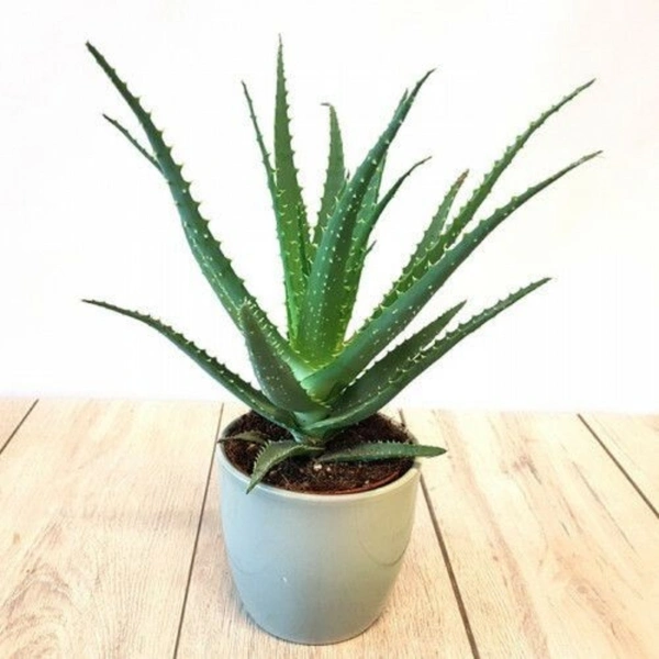 Aelo Vera  - white standard pot , 0.5 - 1 feet