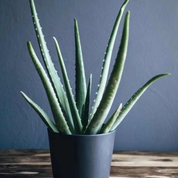 Aelo Vera  - white standard pot , 0.5 - 1 feet