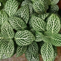 Nerve Plant  - white standard pot , 8 - 10 inch
