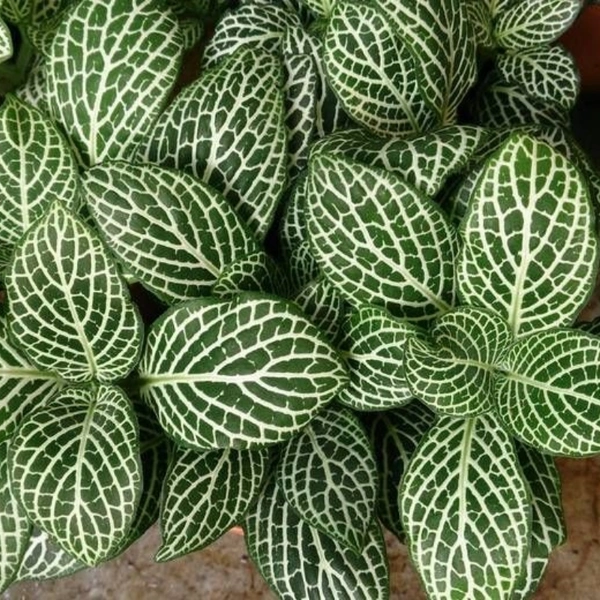 Nerve Plant  - white standard pot , 8 - 10 inch