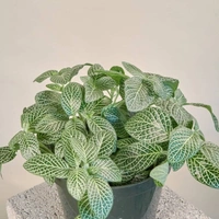 Nerve Plant  - white standard pot , 8 - 10 inch