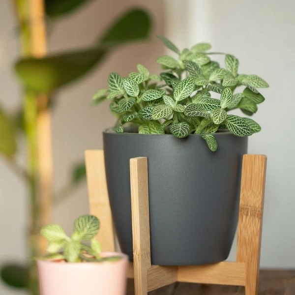 Nerve Plant  - white standard pot , 8 - 10 inch