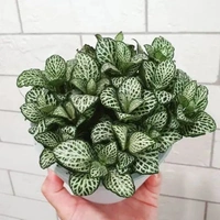 Nerve Plant  - white standard pot , 8 - 10 inch