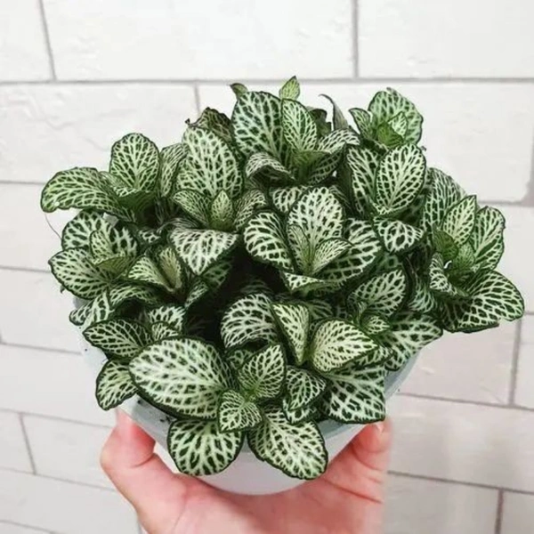 Nerve Plant  - white standard pot , 8 - 10 inch
