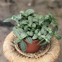 Nerve Plant  - white standard pot , 8 - 10 inch