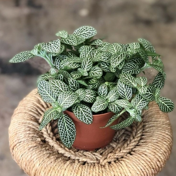 Nerve Plant  - white standard pot , 8 - 10 inch