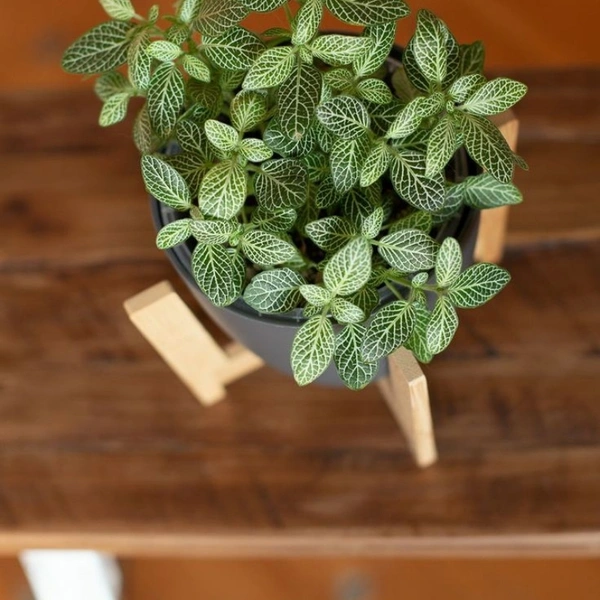 Nerve Plant  - white standard pot , 8 - 10 inch