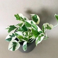 Money Plant N Joy - white standard pot, 10 - 15 inch 
