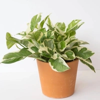 Money Plant N Joy - white standard pot, 10 - 15 inch 