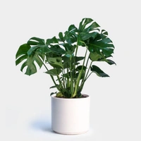 Monstera Deliciosa  - 0.5 - 1 feet, brown / black standard pot