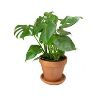 Monstera Deliciosa  - 0.5 - 1 feet, brown / black standard pot