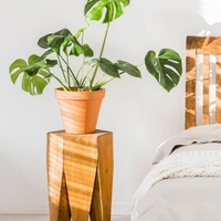Monstera Deliciosa  - 0.5 - 1 feet, brown / black standard pot