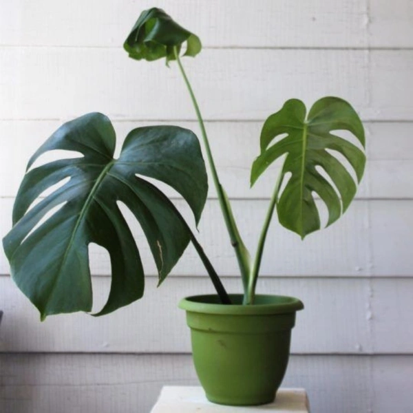 Monstera Deliciosa  - 0.5 - 1 feet, brown / black standard pot