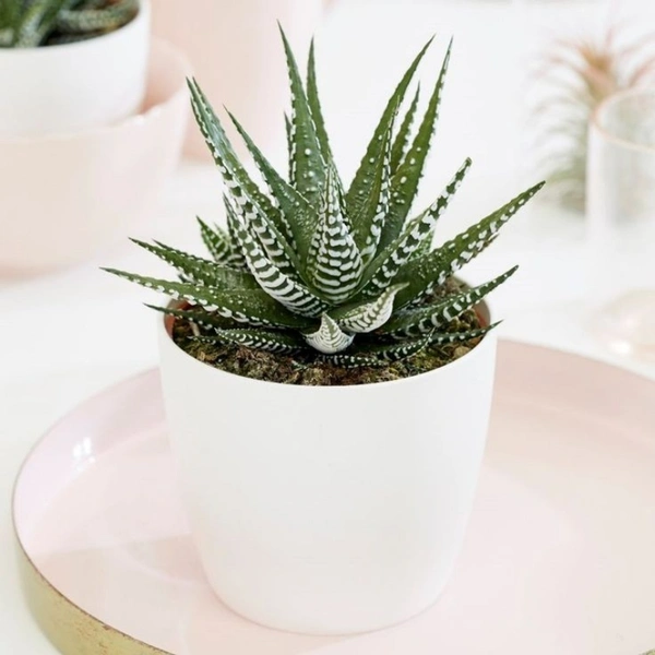 Howarthia  - brown standard pot , 8 - 10 inch