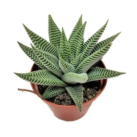 Howarthia  - brown standard pot , 8 - 10 inch