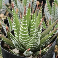 Howarthia  - brown standard pot , 8 - 10 inch