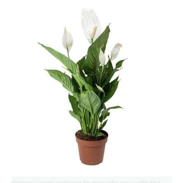 Peace Lily  - white standard pot, 0.5  - 1 feet 