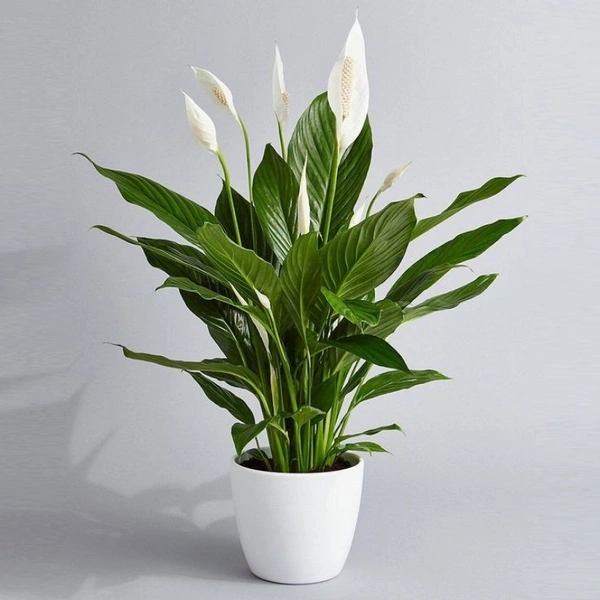 Peace Lily  - white standard pot, 0.5  - 1 feet 