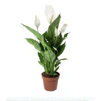 Peace Lily  - brown standard pot, 0.5 - 1 feet