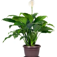 Peace Lily  - brown standard pot, 0.5 - 1 feet
