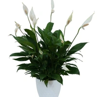 Peace Lily  - brown standard pot, 0.5 - 1 feet
