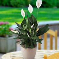 Peace Lily  - brown standard pot, 0.5 - 1 feet
