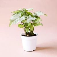 Syngonium White - white standard pot, 10 - 12 inch 