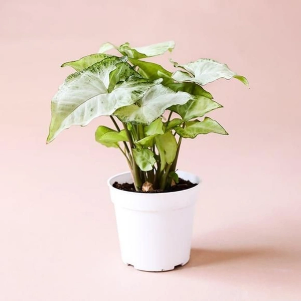 Syngonium White - white standard pot, 10 - 12 inch 