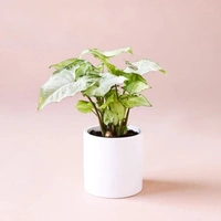 Syngonium White - white standard pot, 10 - 12 inch 