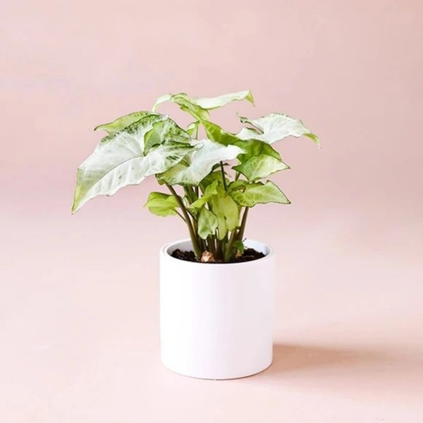 Syngonium White - white standard pot, 10 - 12 inch 