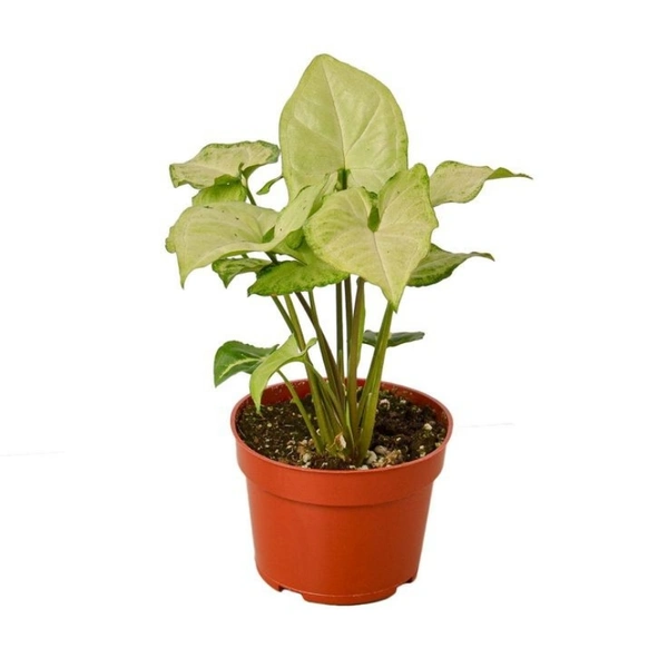 Syngonium White - brown standard pot