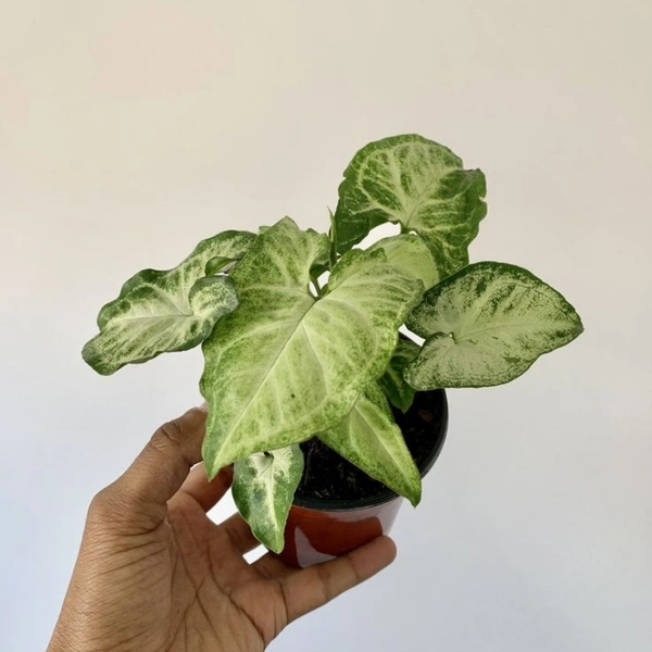 Syngonium White - brown standard pot