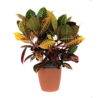 Petra Croton  - white standard pot , 0.5 - 1 feet