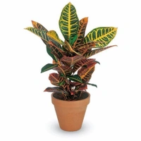 Petra Croton  - white standard pot , 0.5 - 1 feet