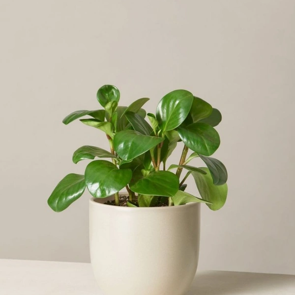 Baby Rubber Plant  - white standard pot , 8 - 10 inches