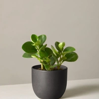 Baby Rubber Plant  - black standard pot 