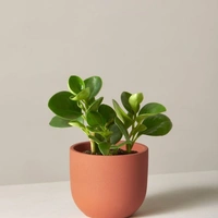 Baby Rubber Plant  - black standard pot 