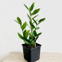 Z Z Plant  - white standard pot , 0.5 - 1 feet