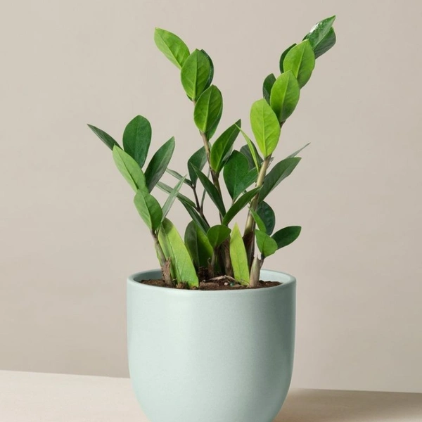 Z Z Plant  - white standard pot , 0.5 - 1 feet