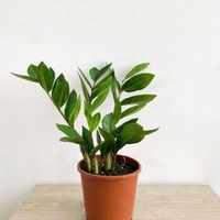 Z Z Plant  - white standard pot , 0.5 - 1 feet