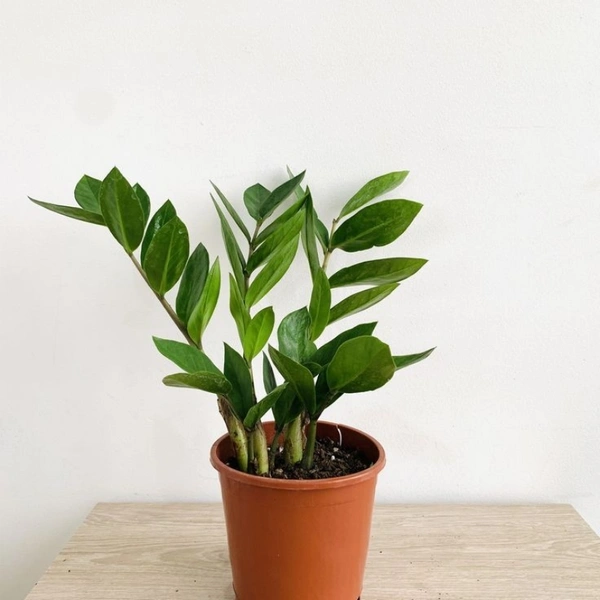 Z Z Plant  - white standard pot , 0.5 - 1 feet