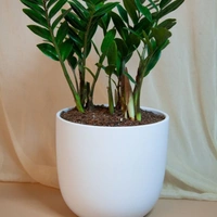 Z Z Plant  - white standard pot , 0.5 - 1 feet