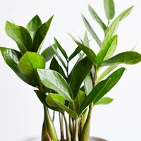 Z Z Plant  - white standard pot , 0.5 - 1 feet