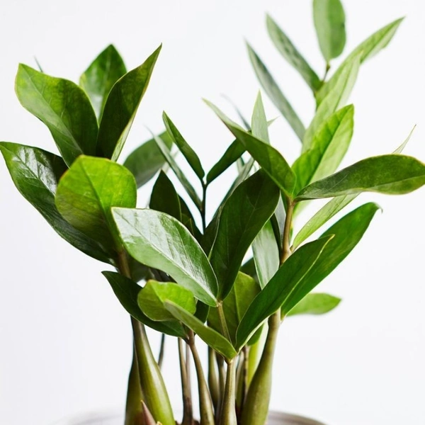Z Z Plant  - black standard pot 