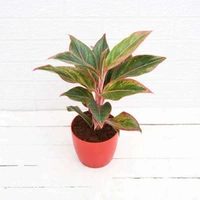 Lip Stick Plant  - red standard pot 