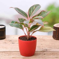 Lip Stick Plant  - red standard pot 